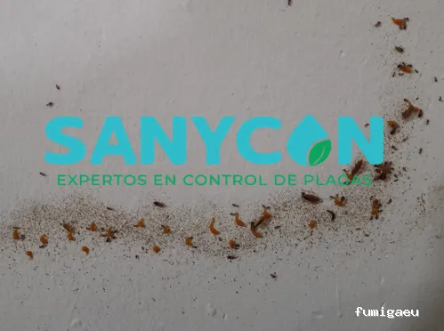 SANYCON