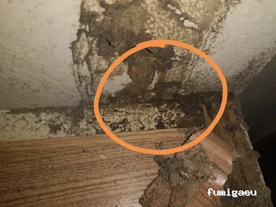 Andalucía Control Ecológico de Plagas