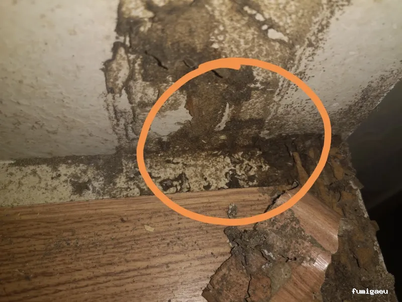 Andalucía Control Ecológico de Plagas