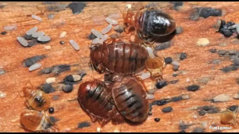 AMBIENTA Espacios Seguros y Protegidos S.L.U.