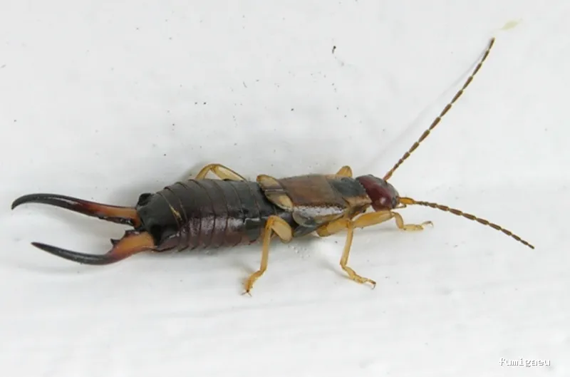 AMBIENTA Espacios Seguros y Protegidos S.L.U.