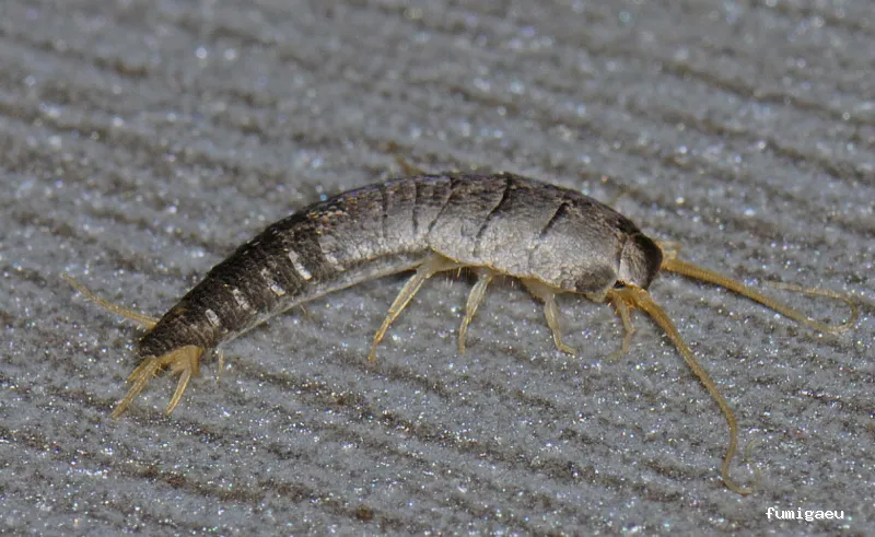 AMBIENTA Espacios Seguros y Protegidos S.L.U.