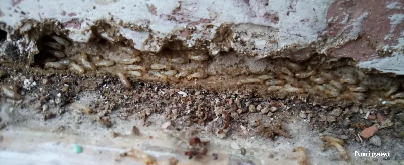 Radan Desintec-Empresa de fumigación y control de plagas