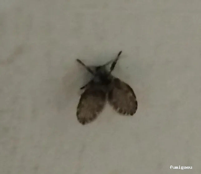 Radan Desintec-Empresa de fumigación y control de plagas