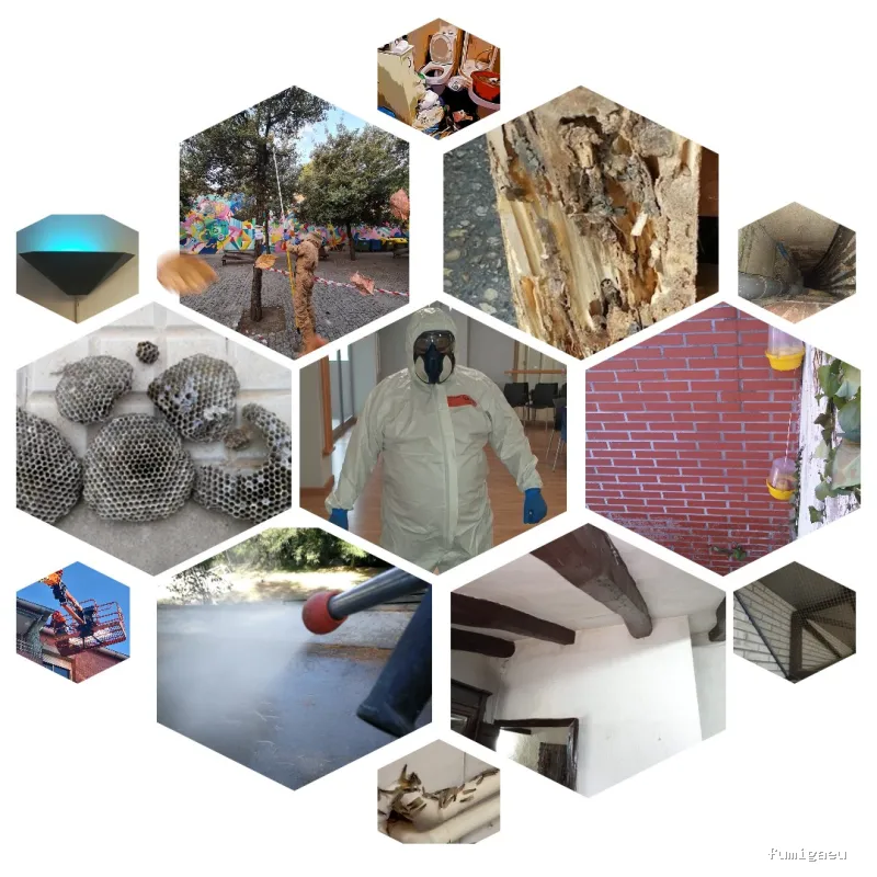 Radan Desintec-Empresa de fumigación y control de plagas