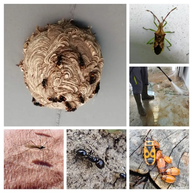 Radan Desintec-Empresa de fumigación y control de plagas