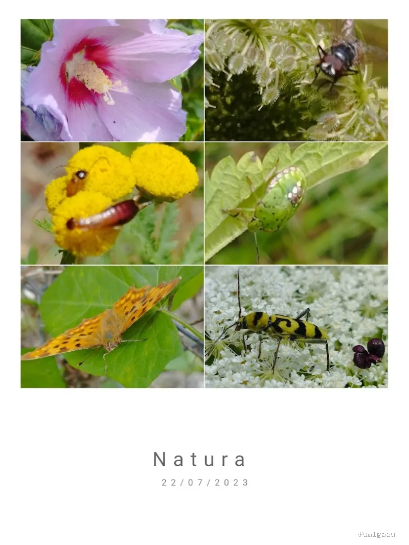 Radan Desintec-Empresa de fumigación y control de plagas