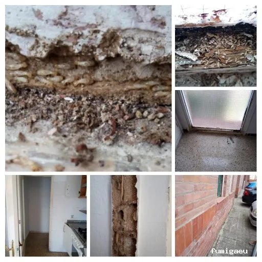 Radan Desintec-Empresa de fumigación y control de plagas