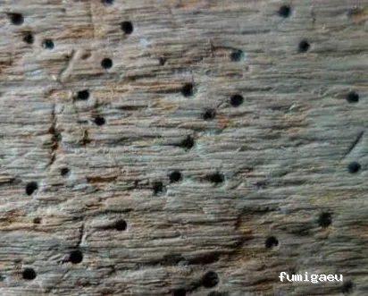 Desratizaciones, Desinsectaciones, Desinfecciones y Fumigaciones Profesionales | Pest System International, SA. | Madrid 1985