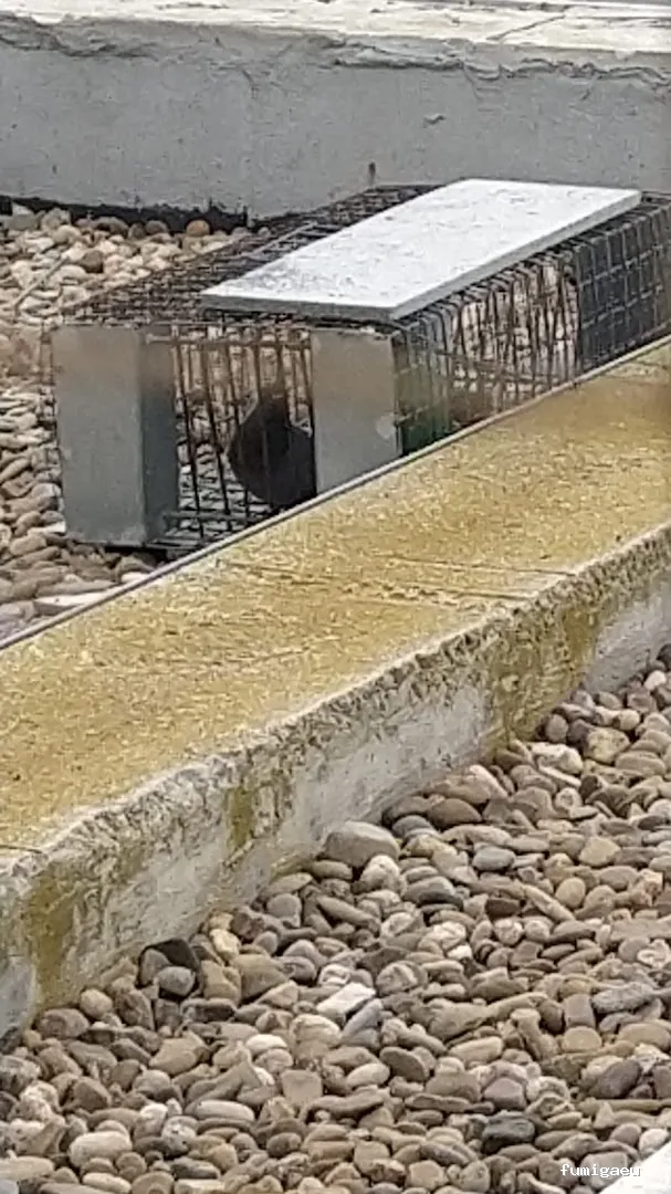 Sedesa Control de Plagas