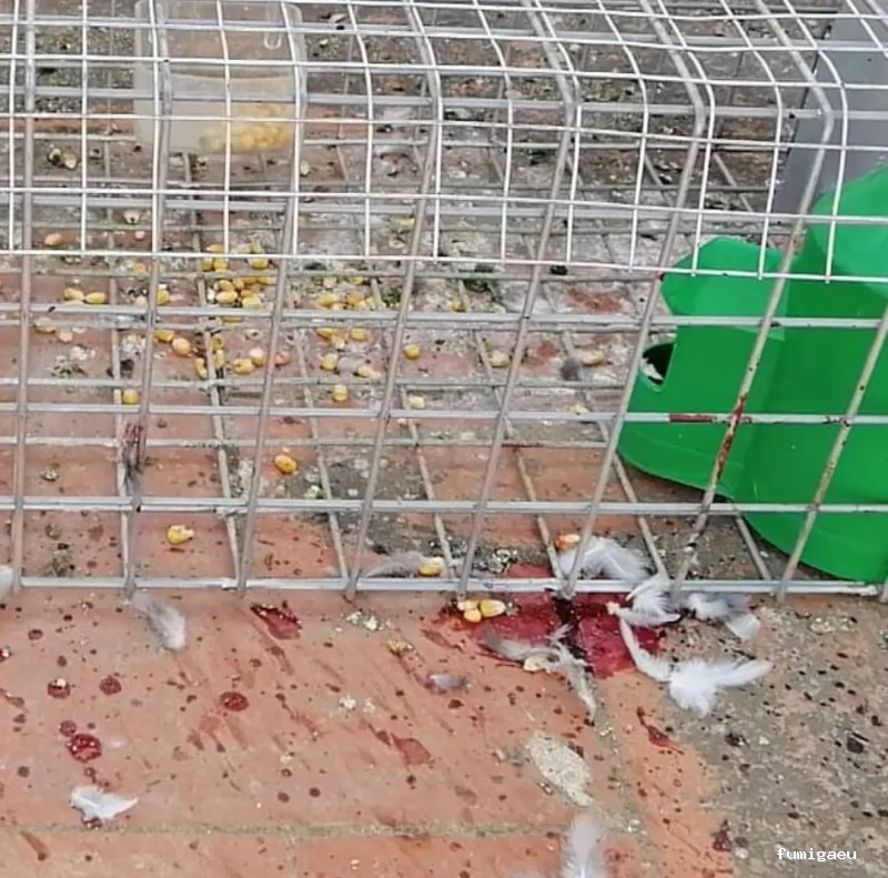 Sedesa Control de Plagas