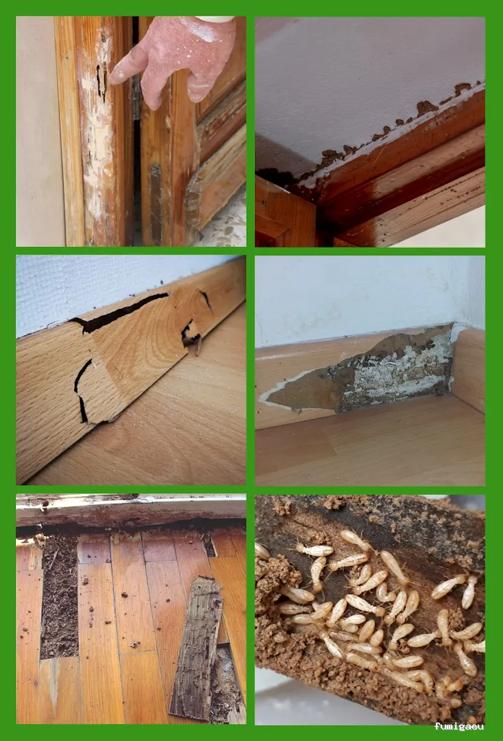 Sedesa Control de Plagas