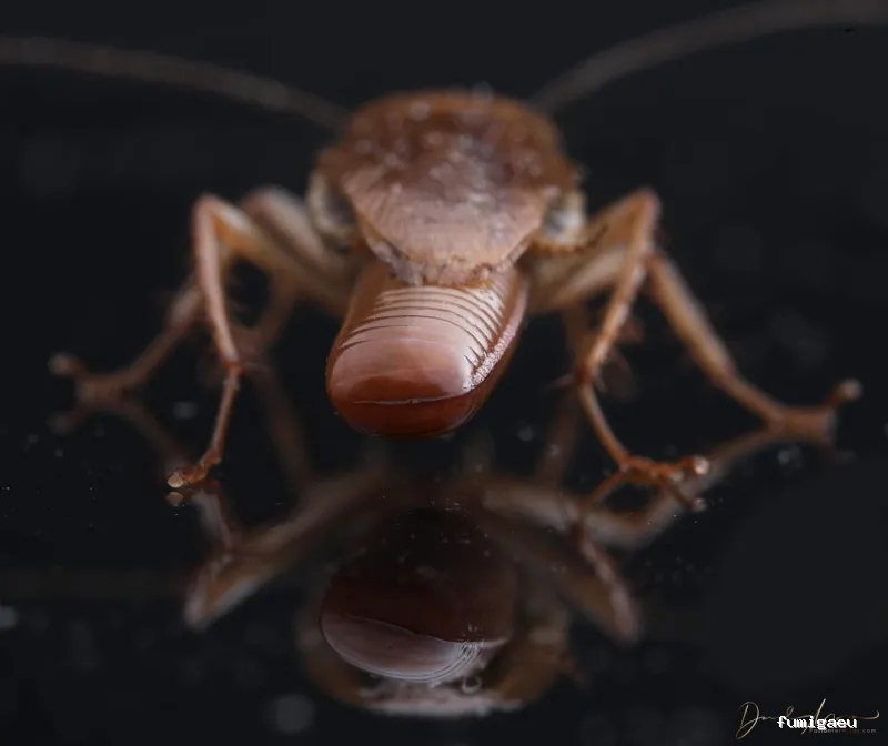 BIOCAPTURA CONTRATAS Y SERVICIOS