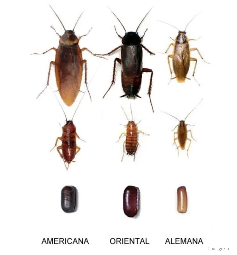 BIOCAPTURA CONTRATAS Y SERVICIOS