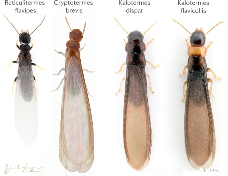 BIOCAPTURA CONTRATAS Y SERVICIOS