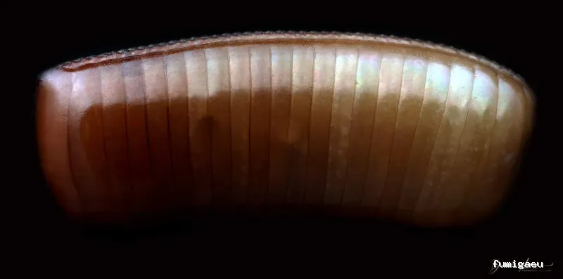 BIOCAPTURA CONTRATAS Y SERVICIOS