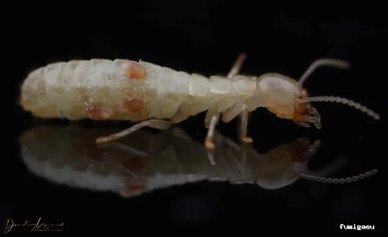 BIOCAPTURA CONTRATAS Y SERVICIOS