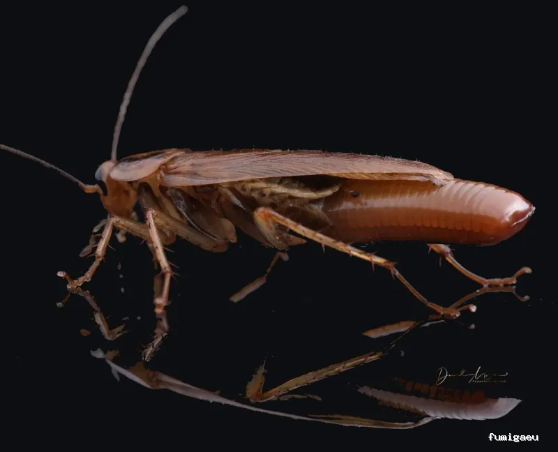 BIOCAPTURA CONTRATAS Y SERVICIOS