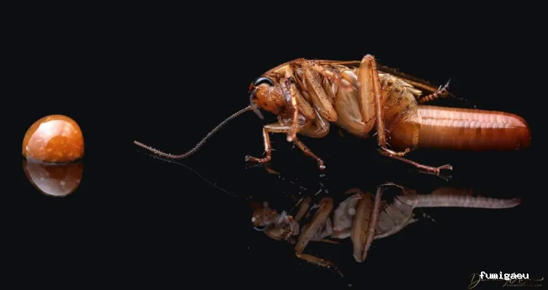 BIOCAPTURA CONTRATAS Y SERVICIOS