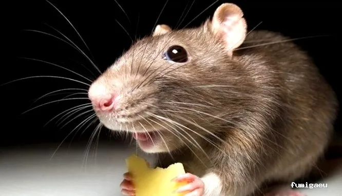 🐜 Urban Sanidad Ambiental | Control de Plagas