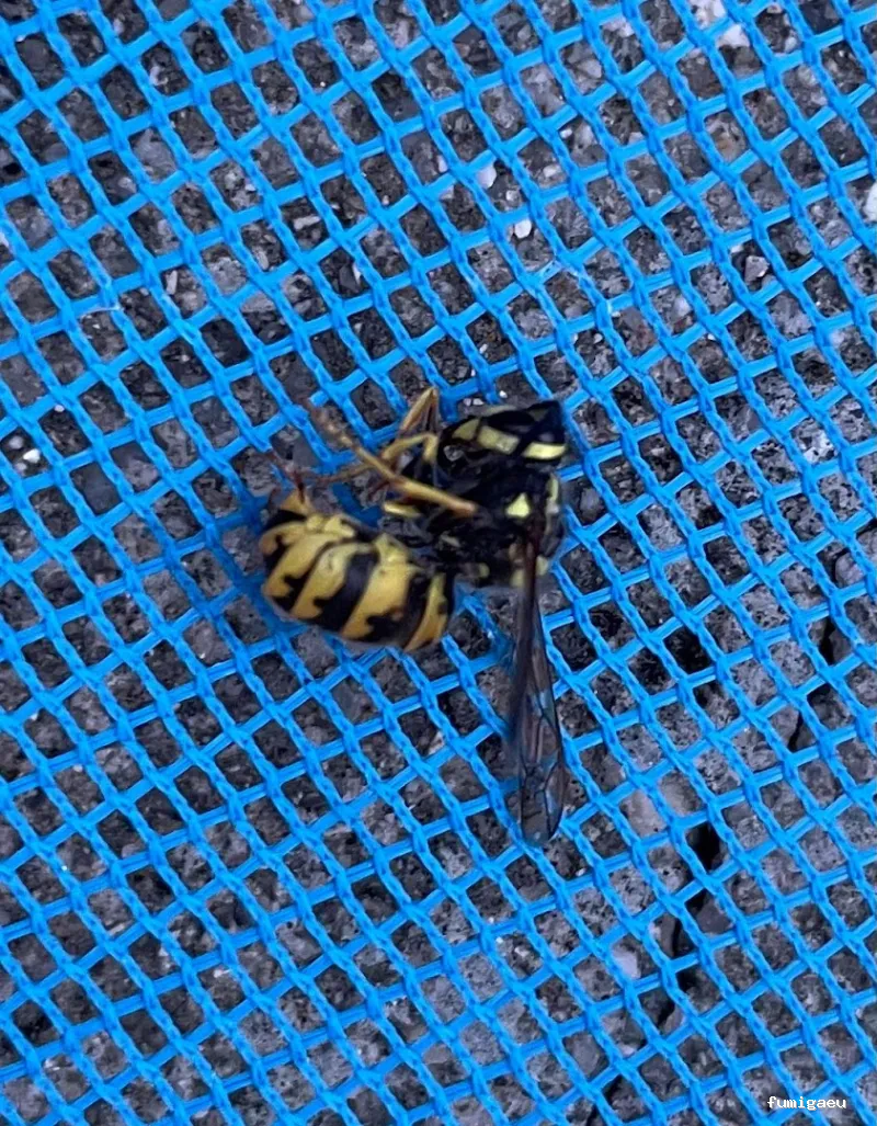 🐜 Urban Sanidad Ambiental | Control de Plagas