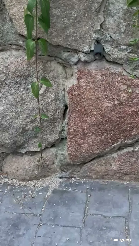 🐜 Urban Sanidad Ambiental | Control de Plagas