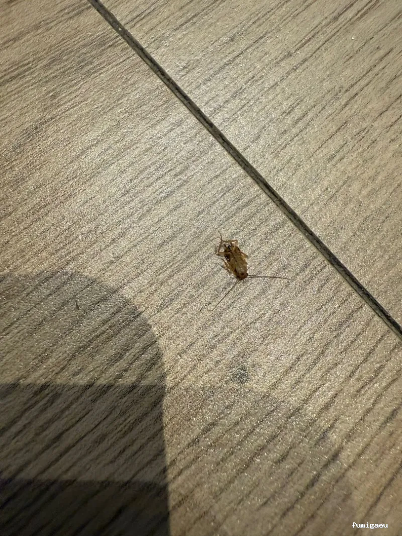 🐜 Urban Sanidad Ambiental | Control de Plagas