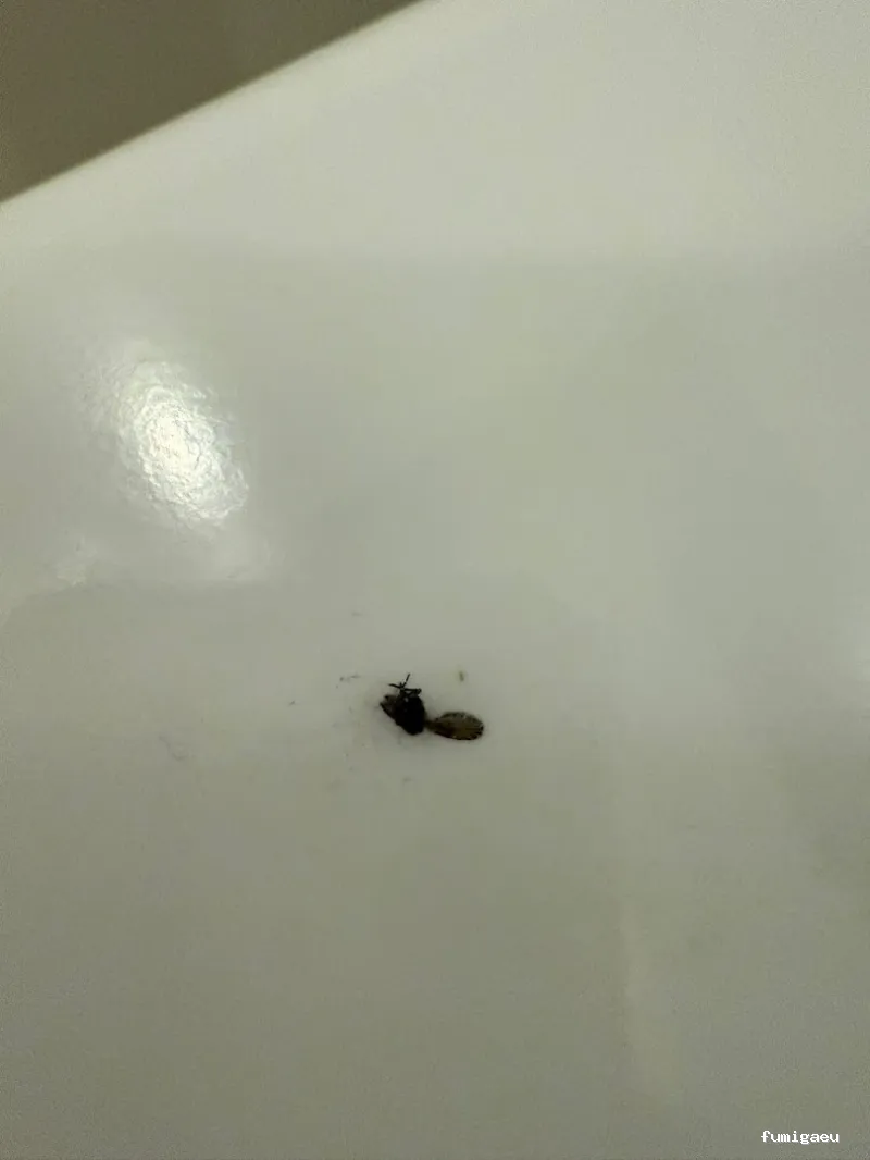 🐜 Urban Sanidad Ambiental | Control de Plagas