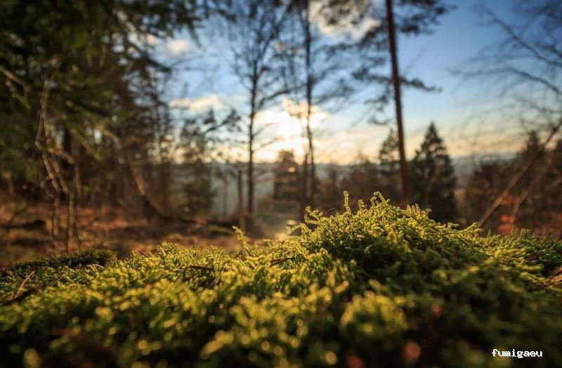 Control de plagas Cordoba | Abecor