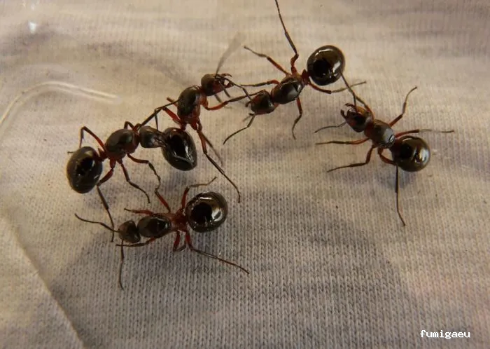 Control de plagas Cordoba | Abecor