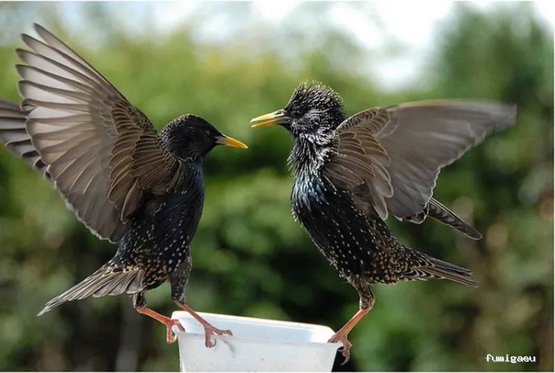 Control de plagas Cordoba | Abecor