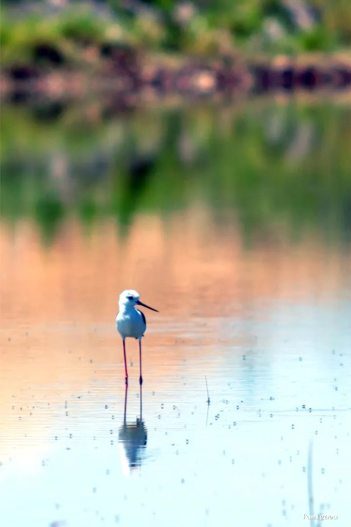 Control de plagas Cordoba | Abecor