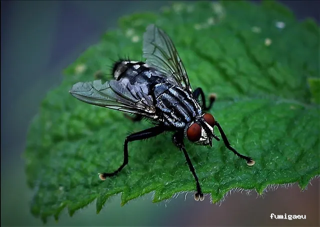 Control de plagas Cordoba | Abecor