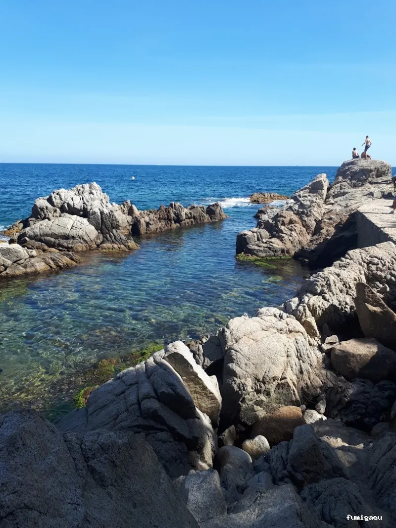 LLUITA INTEGRAL S.L - Control de plagas