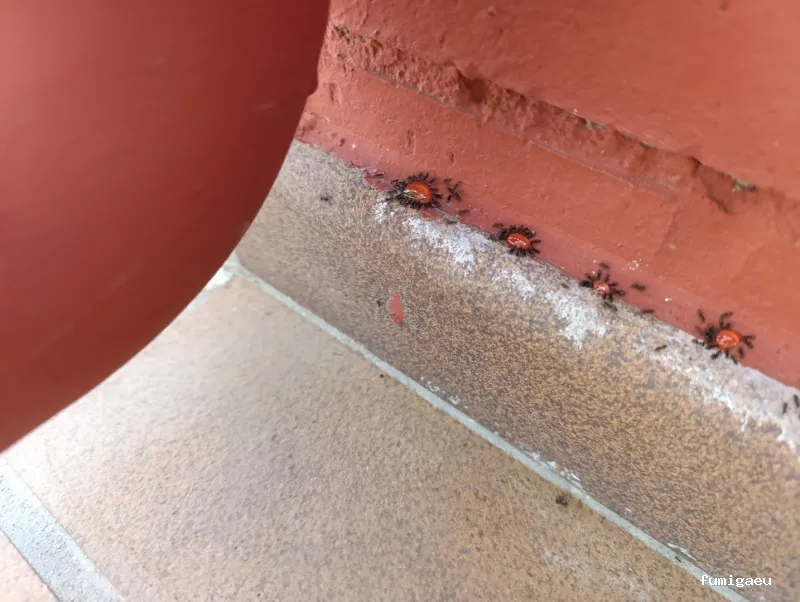 Tiétar Control de Plagas