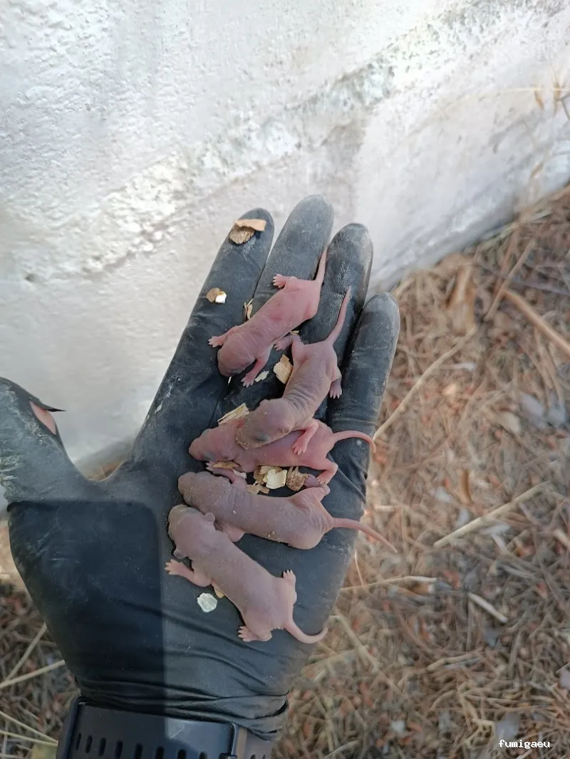 Tiétar Control de Plagas