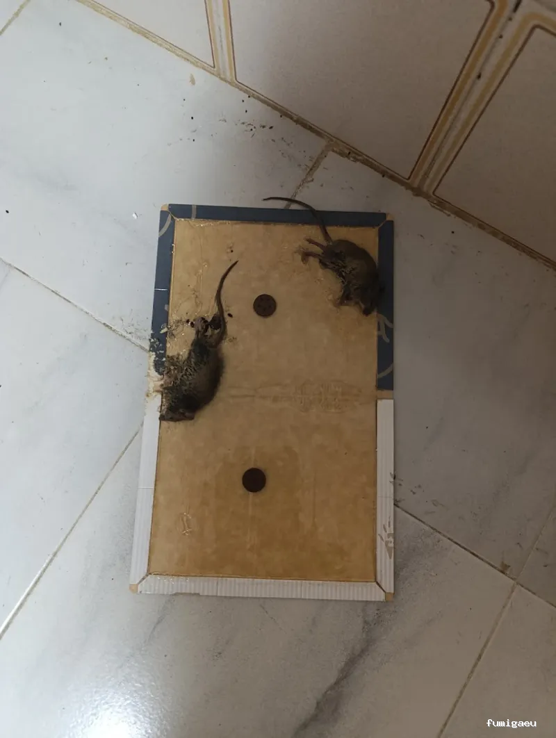 Tiétar Control de Plagas