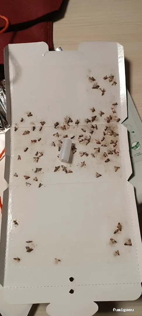 Tiétar Control de Plagas