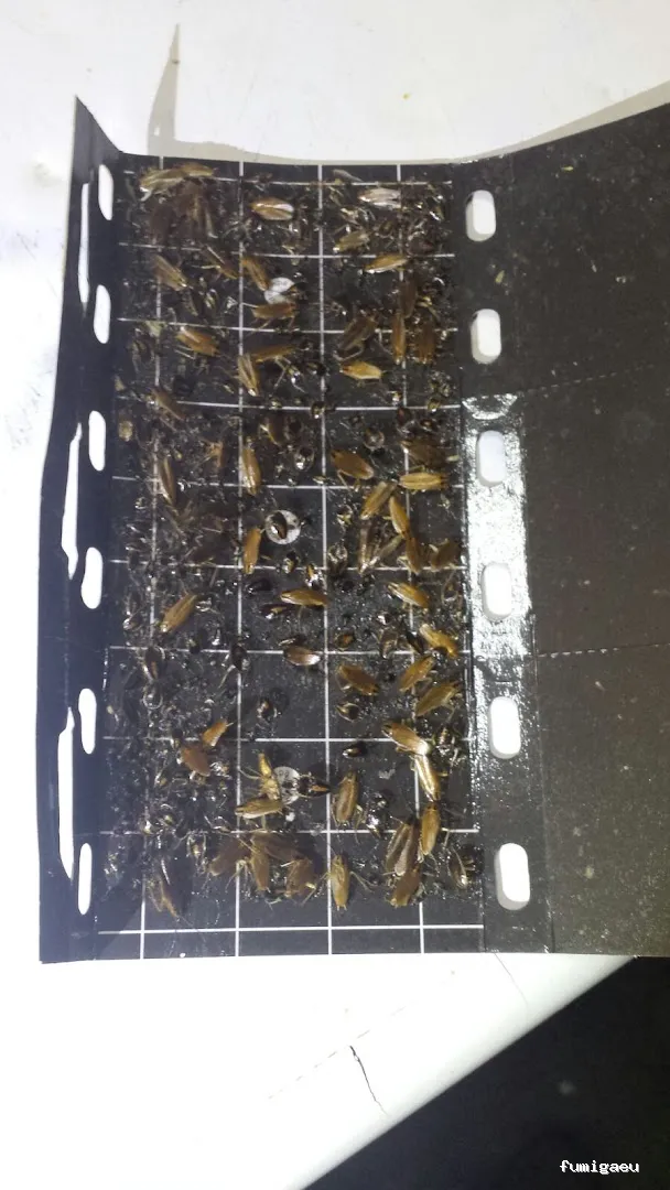 Tiétar Control de Plagas