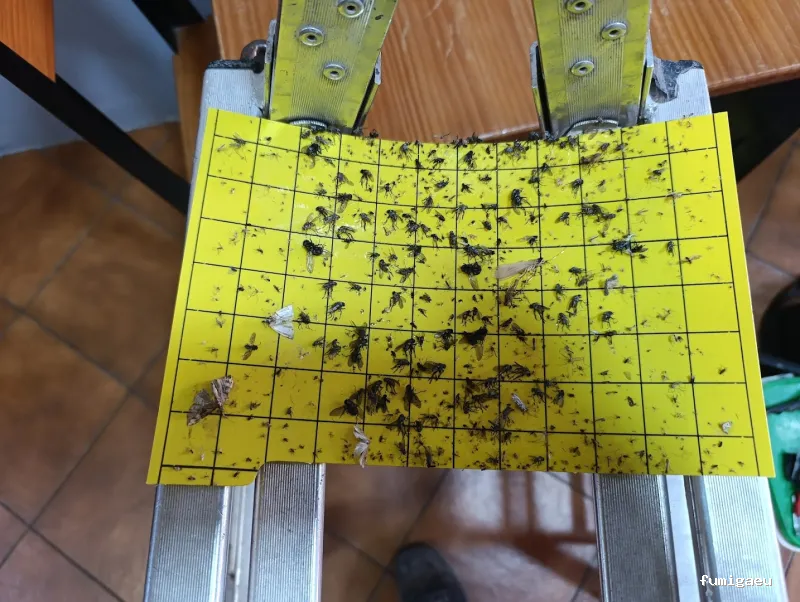 Tiétar Control de Plagas