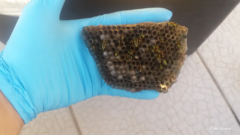 Tiétar Control de Plagas