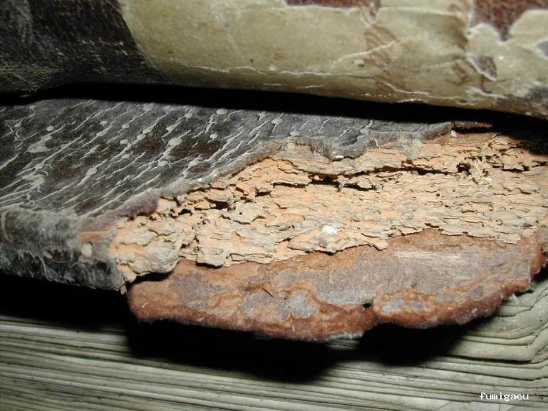 TSA, Conservación de Patrimonio