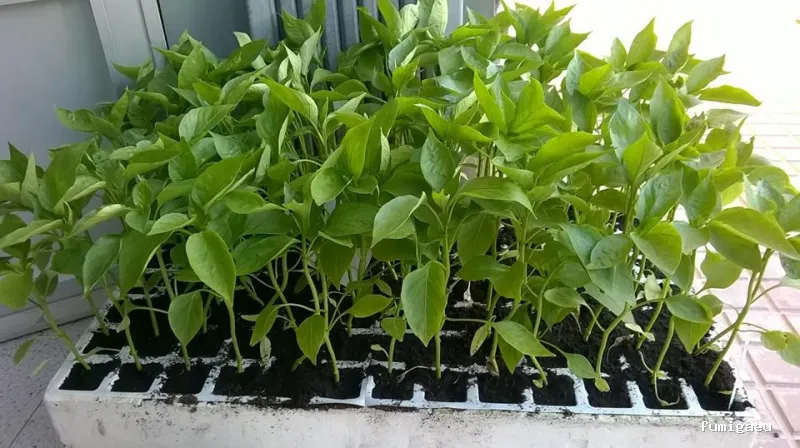 La Casa Del Labrador