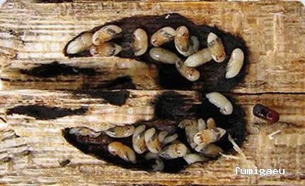 Celterra -eficiencia contra plagas-