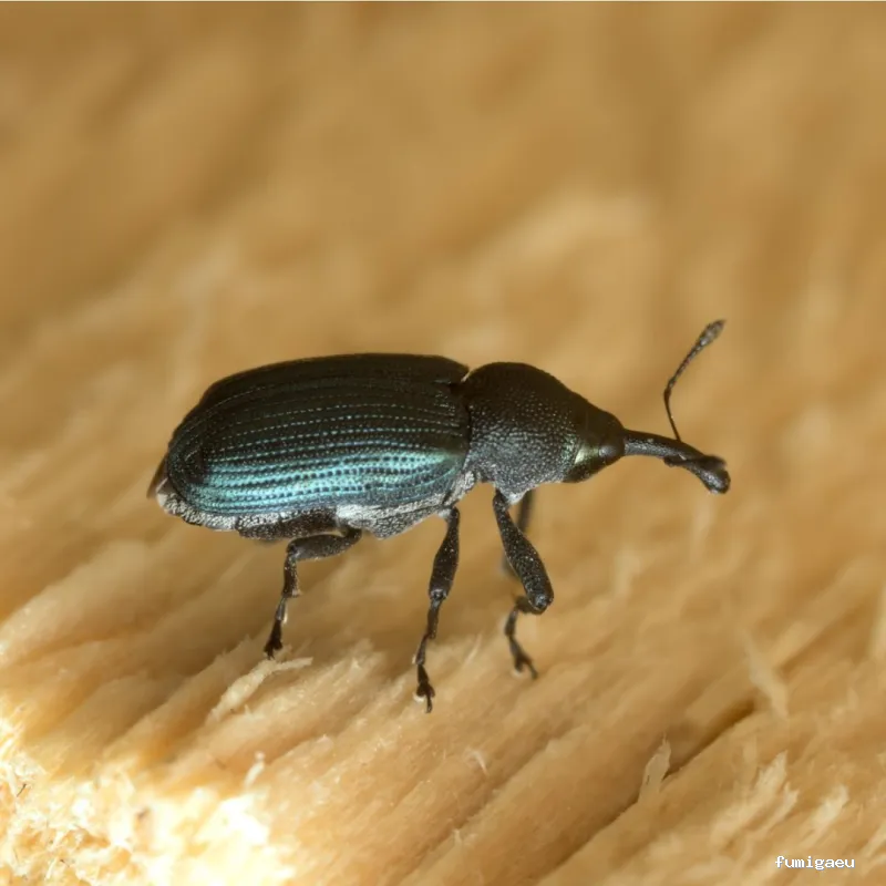 Celterra -eficiencia contra plagas-