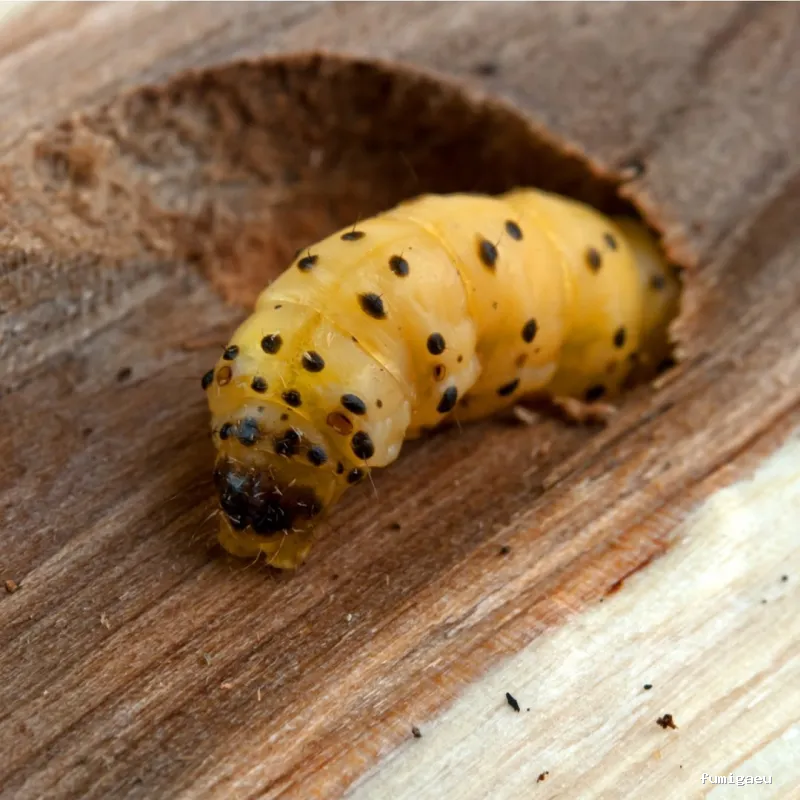 Celterra -eficiencia contra plagas-