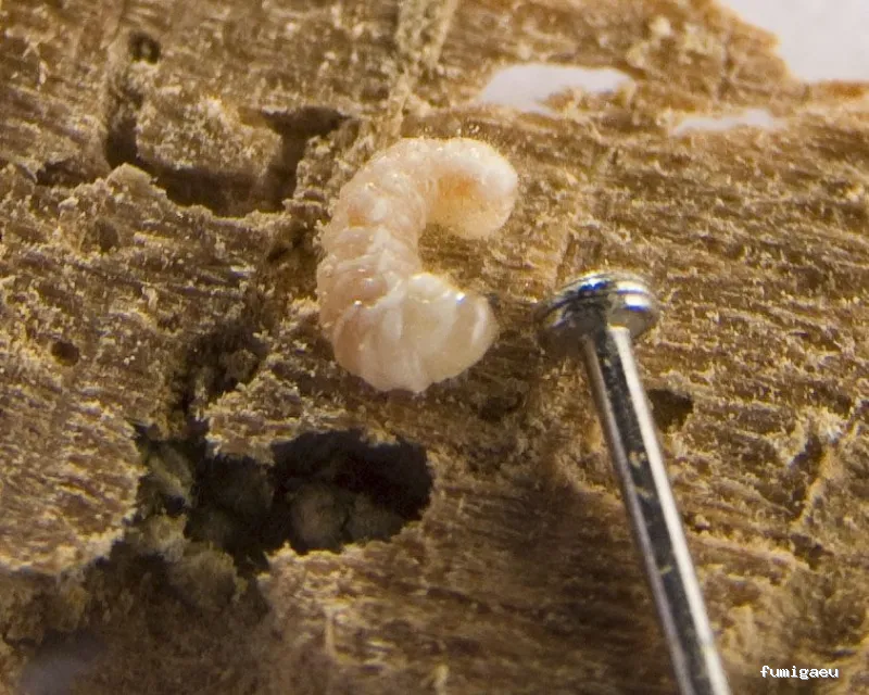 Celterra -eficiencia contra plagas-