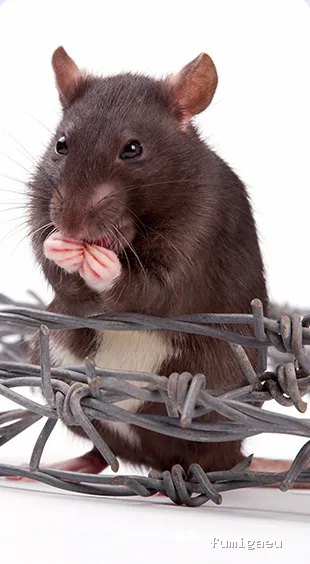 Celterra -eficiencia contra plagas-