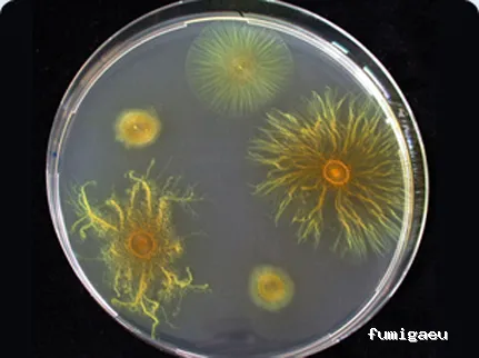 Celterra -eficiencia contra plagas-