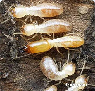 Celterra -eficiencia contra plagas-